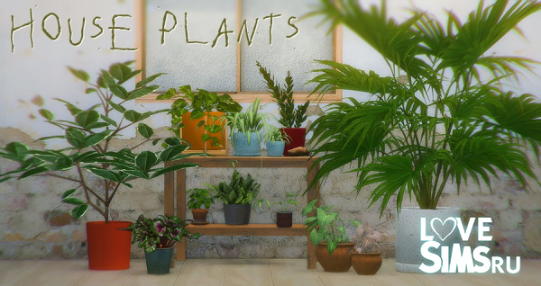 Растения House Plant Collection