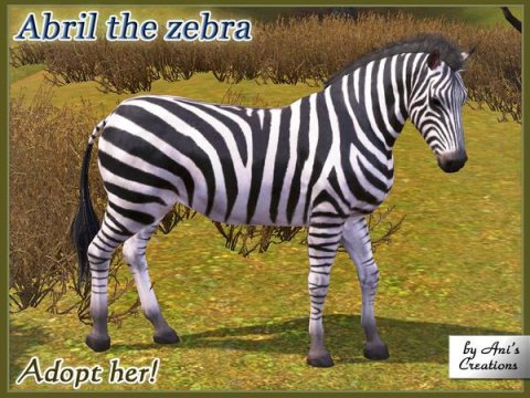 Зебра Abril the zebra