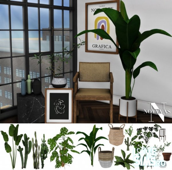 Комнатные растения PLANTIES от Novvvas
